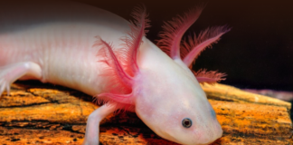 Estas son las especies en peligro crítico de extinción en 2026