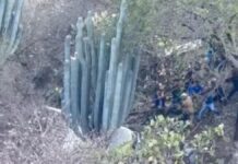 Camioneta cae a barranco de 50 metros en la Coxcatlán-Zoquitlán