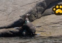 Liberan a 19 lobos marinos enmallados con redes de pesca en Baja California
