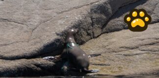 Liberan a 19 lobos marinos enmallados con redes de pesca en Baja California