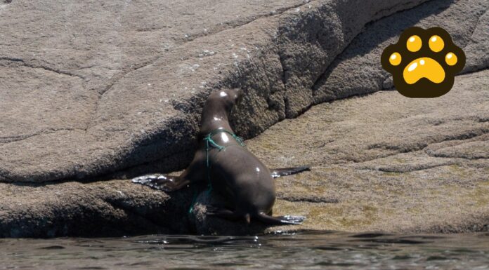 Liberan a 19 lobos marinos enmallados con redes de pesca en Baja California