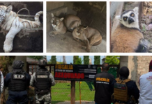 Rescatan 11 animales exóticos tras cateo en inmueble de Edomex