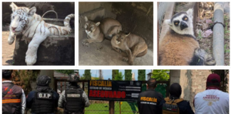 Rescatan 11 animales exóticos tras cateo en inmueble de Edomex