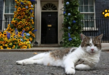 Larry, el gato que espera al próximo primer ministro de Reino Unido