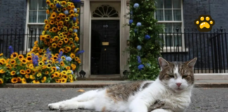 Larry, el gato que espera al próximo primer ministro de Reino Unido