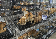 Rescatan cientos de gatos y desmantelan red de tráfico en Vietnam