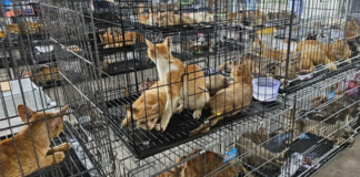 Rescatan cientos de gatos y desmantelan red de tráfico en Vietnam