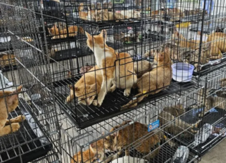 Rescatan cientos de gatos y desmantelan red de tráfico en Vietnam