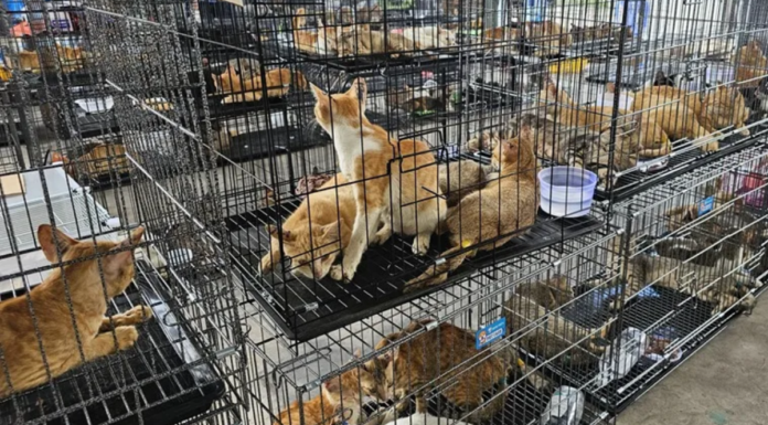 Rescatan cientos de gatos y desmantelan red de tráfico en Vietnam