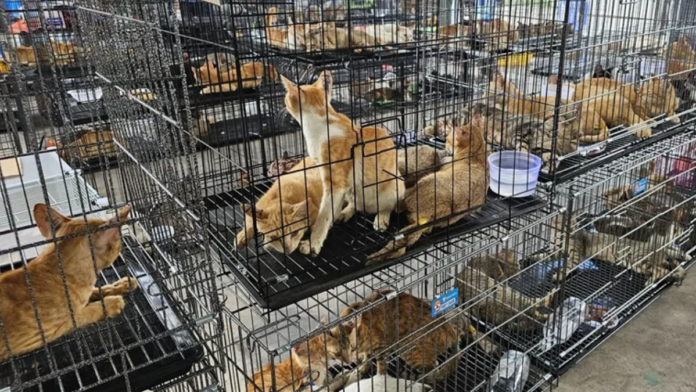 Gatos