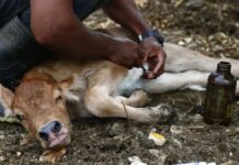 México y EU suspenden envío de animales por gusano barrenador