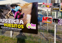 Piden pena máxima para acusado de agredir al perrito “Huesitos”