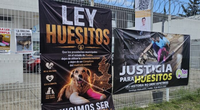 Sentencian a 11 años de prisión a agresor de “Huesitos” en Santiago Miahuatlán