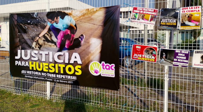 Piden pena máxima para acusado de agredir al perrito “Huesitos”