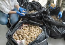 Aseguran más de 11 mil huevos de tortuga transportados ilegalmente en Colima