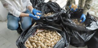 Aseguran más de 11 mil huevos de tortuga transportados ilegalmente en Colima