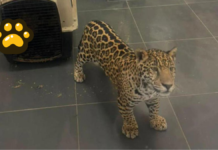 Rescatan a jaguar en Michoacán tras presunta posesión ilegal
