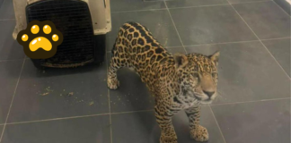 Rescatan a jaguar en Michoacán tras presunta posesión ilegal