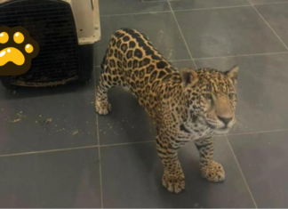 Rescatan a jaguar en Michoacán tras presunta posesión ilegal