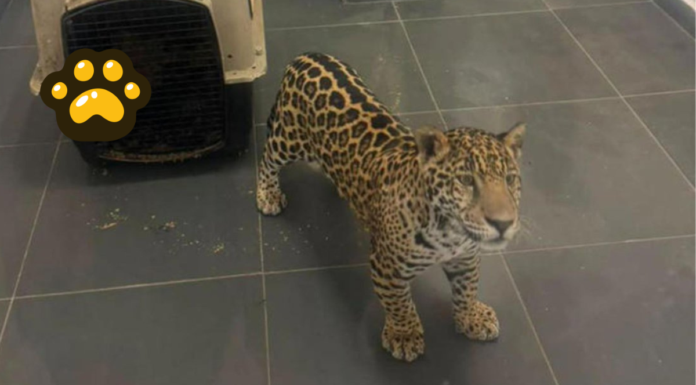 Rescatan a jaguar en Michoacán tras presunta posesión ilegal