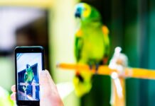 Detectan más de mil publicaciones de venta ilegal de animales en redes sociales