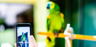 Detectan más de mil publicaciones de venta ilegal de animales en redes sociales