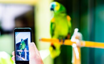 Detectan más de mil publicaciones de venta ilegal de animales en redes sociales