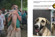 Celebración de México ayuda a encontrar a perrita desaparecida