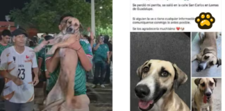 Celebración de México ayuda a encontrar a perrita desaparecida