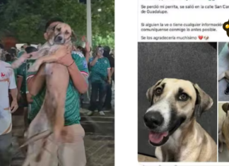 Celebración de México ayuda a encontrar a perrita desaparecida