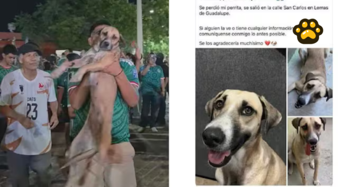 Celebración de México ayuda a encontrar a perrita desaparecida
