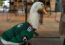 Pato con “la verde” bien puesta se vuelve viral en festejos deportivos