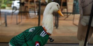 Pato con “la verde” bien puesta se vuelve viral en festejos deportivos