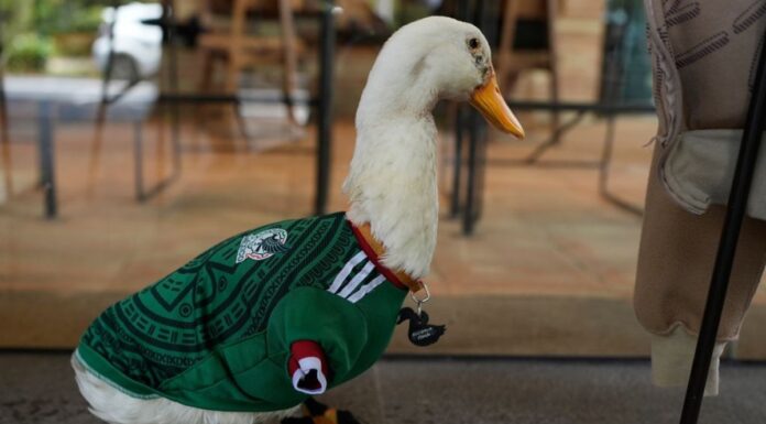 Pato con “la verde” bien puesta se vuelve viral en festejos deportivos