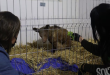 Muere Mina, la osa rescatada del zoológico La Pastora