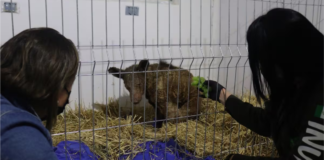 Muere Mina, la osa rescatada del zoológico La Pastora