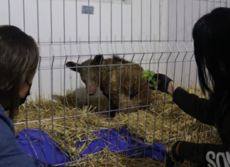 Muere Mina, la osa rescatada del zoológico La Pastora