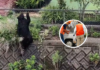 Tras cuatro días de búsqueda, autoridades capturan a oso en Japón