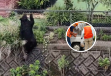 Tras cuatro días de búsqueda, autoridades capturan a oso en Japón