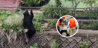 Tras cuatro días de búsqueda, autoridades capturan a oso en Japón