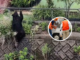 Tras cuatro días de búsqueda, autoridades capturan a oso en Japón