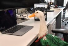 IMPI otorga registro de la marca “Pato Merlín” a su propietaria