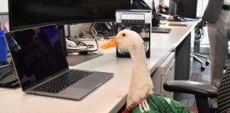 IMPI otorga registro de la marca “Pato Merlín” a su propietaria