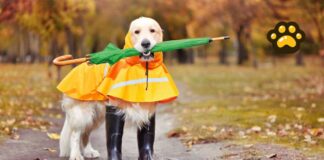 ¿Cómo cuidar a tu perro durante la temporada de lluvias?