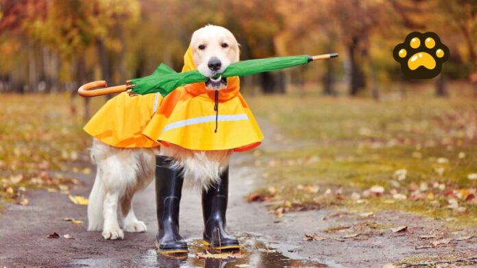 Perro en lluvia