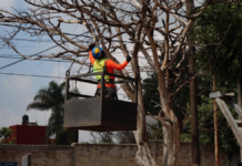 Atlixco arranca Plan Castor 2026 para atención de arbolado