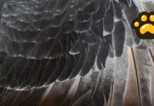 Realizan jornada en Tlacotepec para prevenir tráfico ilegal de aves