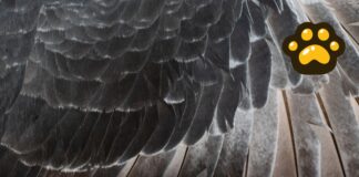 Realizan jornada en Tlacotepec para prevenir tráfico ilegal de aves