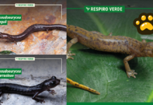 Descubren tres nuevas especies de salamandras en Oaxaca