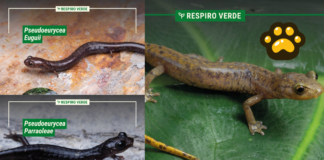 Descubren tres nuevas especies de salamandras en Oaxaca